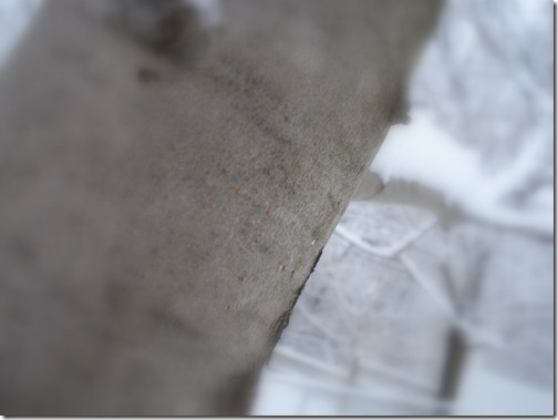 December 4, 2010 032