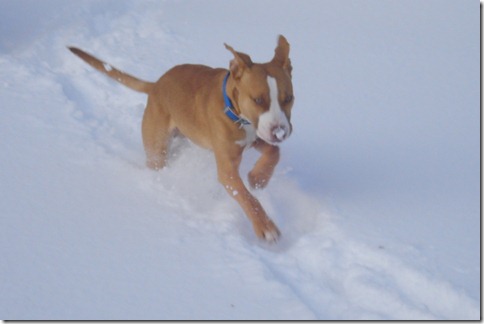 Blizzard 2011 (10)