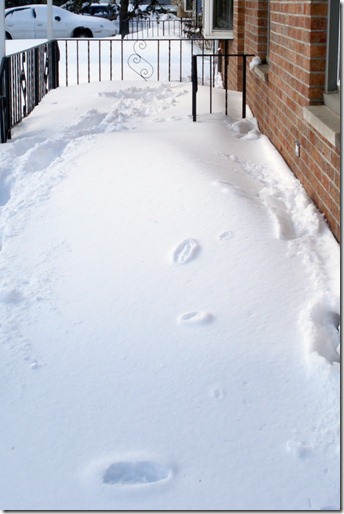 Blizzard 2011 (3)
