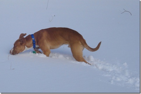 Blizzard 2011 (8)