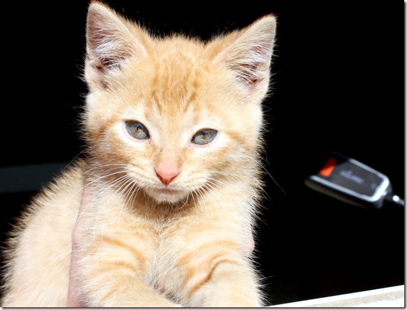 October 23, 2011 022