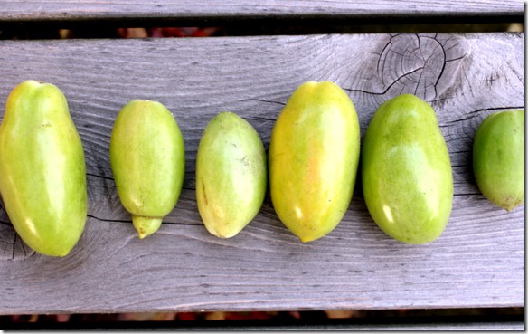 November 2, 2011 002